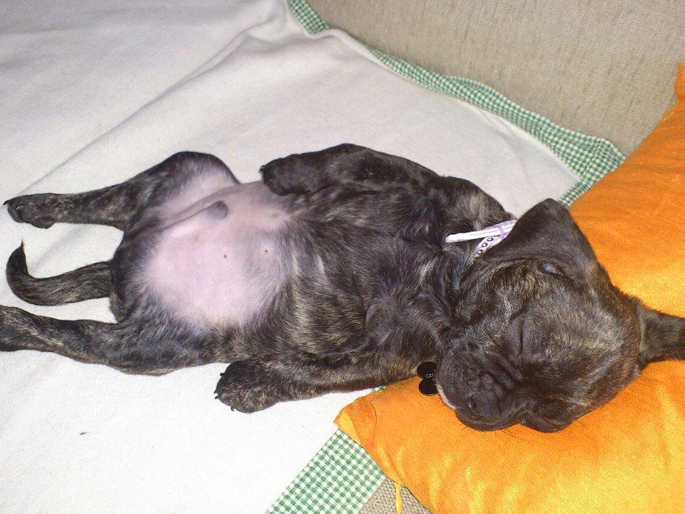 Blanding af racer Kato - kun få uger gammel får kato sig en lille lur billede 1