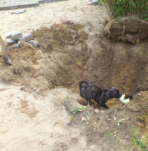 Blanding af racer Kato - Kato hjælper med havearbejde billede 2