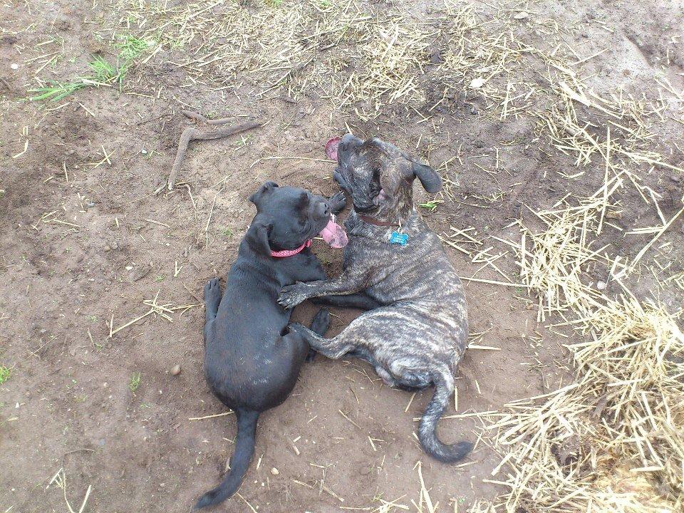 Blanding af racer Kato - Kato og søster Maggi billede 3