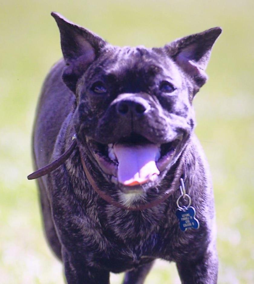 Blanding af racer Kato - Kato i fuld galop billede 4