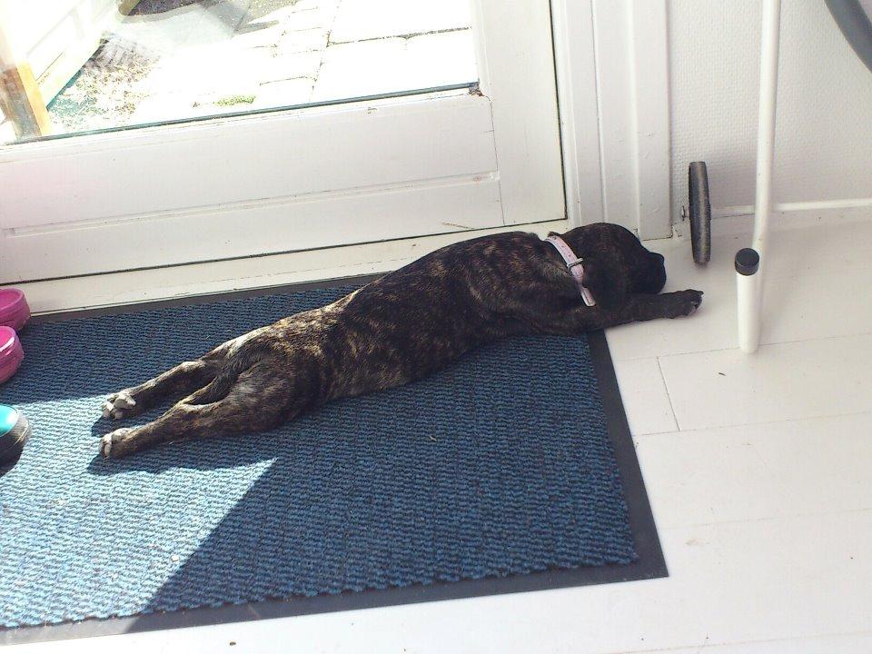 Blanding af racer Kato - Det er nu dejligt at ligge i solen billede 5