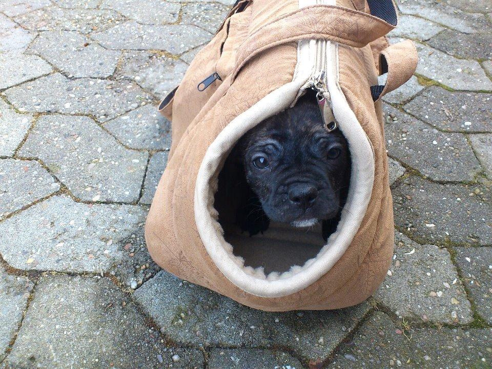 Blanding af racer Kato - Lille Kato med på tur billede 6