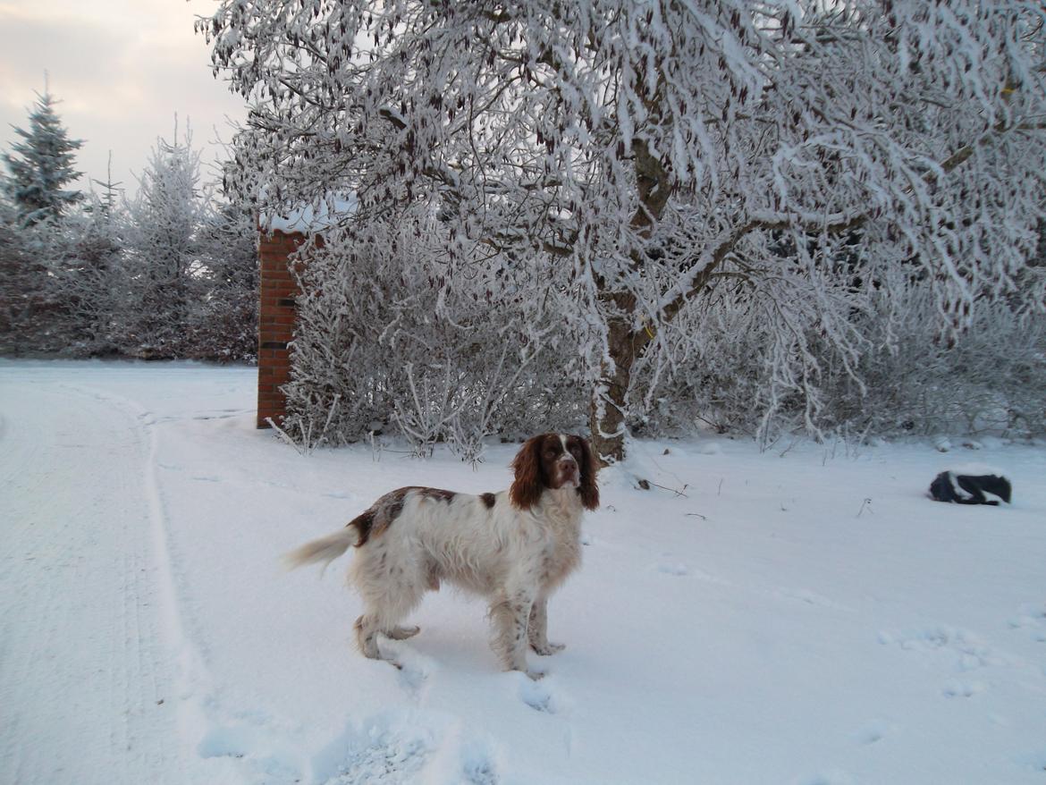 Engelsk springer spaniel White Aslan - Min store flotte hund!<3 billede 3
