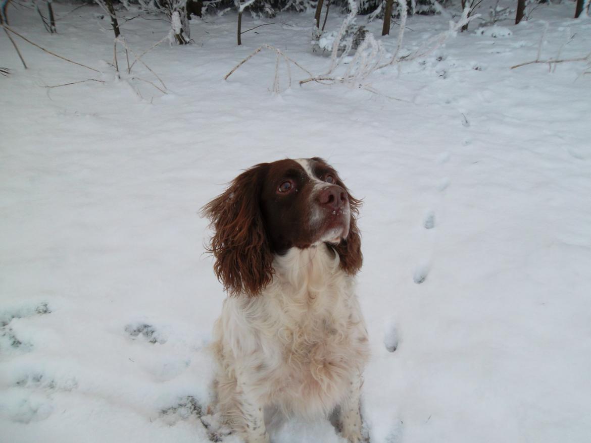 Engelsk springer spaniel White Aslan - Fryser du næsen? billede 4
