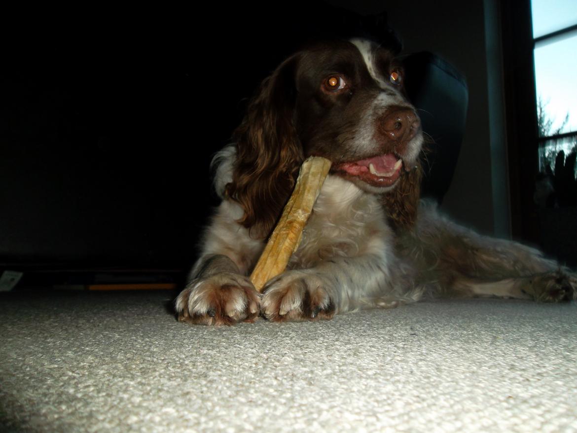 Engelsk springer spaniel White Aslan - Så er der taget hul på julegaven billede 12