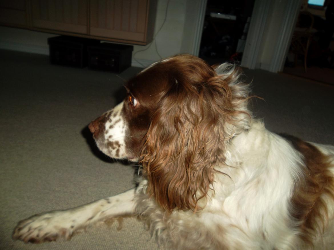Engelsk springer spaniel White Aslan - En træt fotomodel:D billede 13