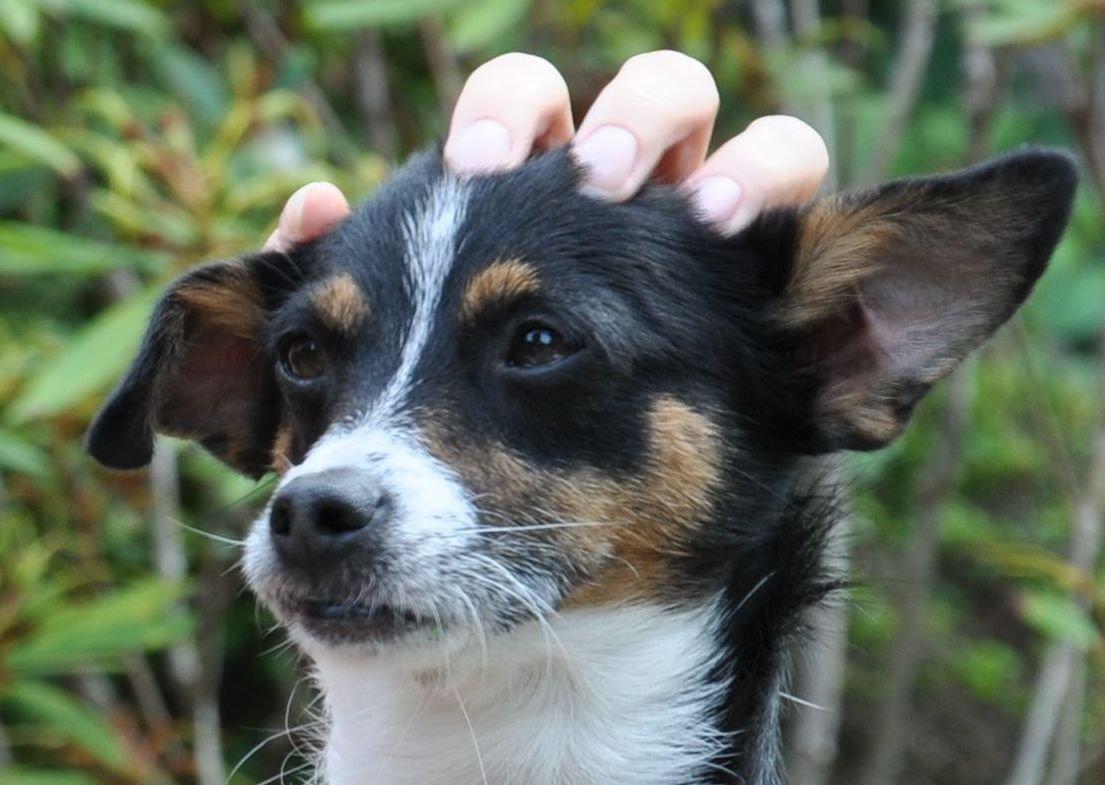 Blanding af racer Molly billede 1