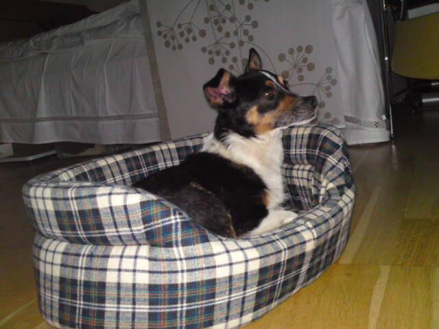 Blanding af racer Molly billede 12