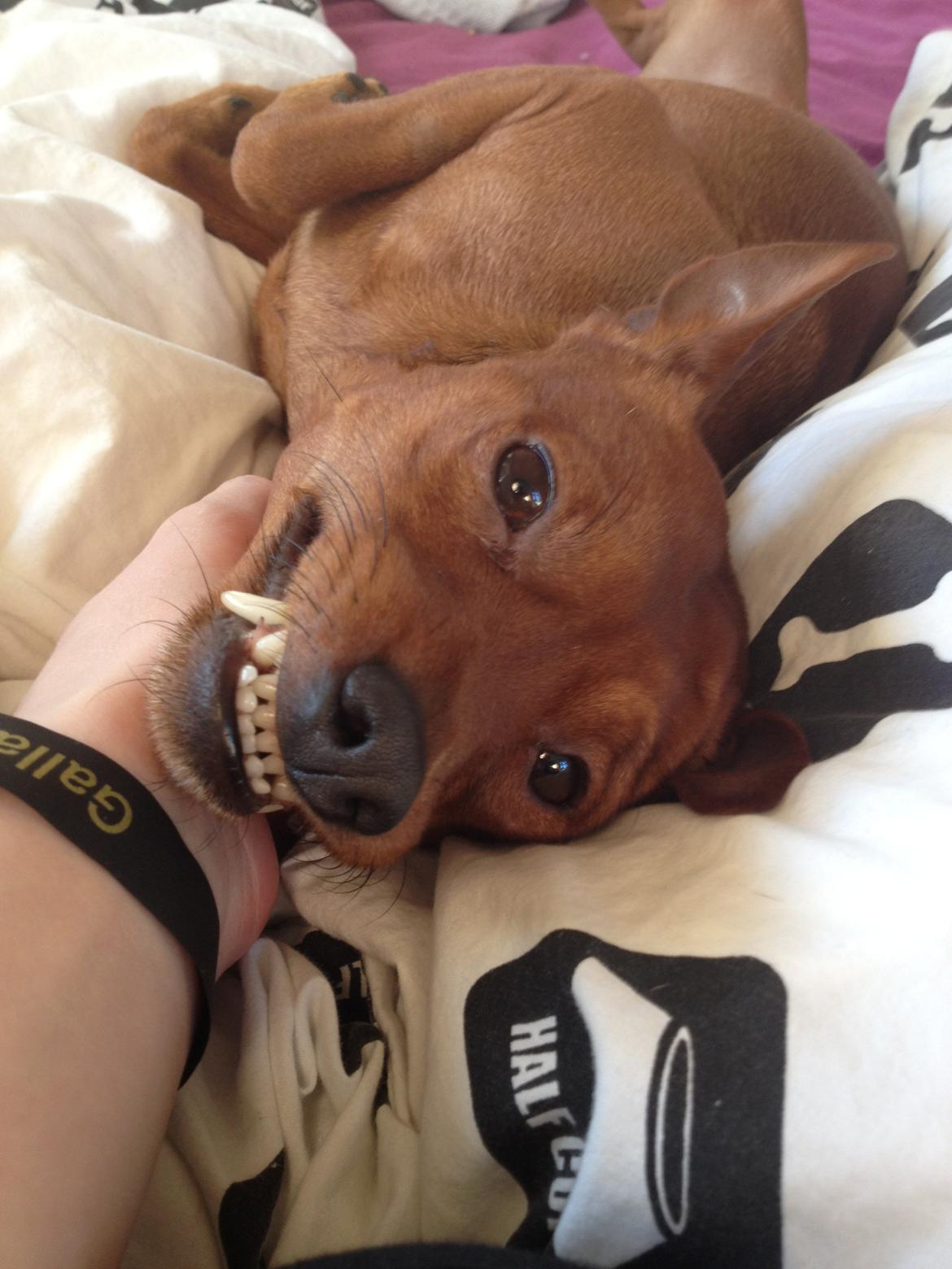 Dvaergpinscher Tyson billede 12