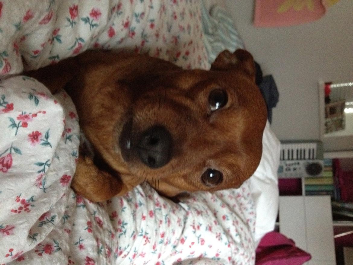 Dvaergpinscher Tyson billede 13