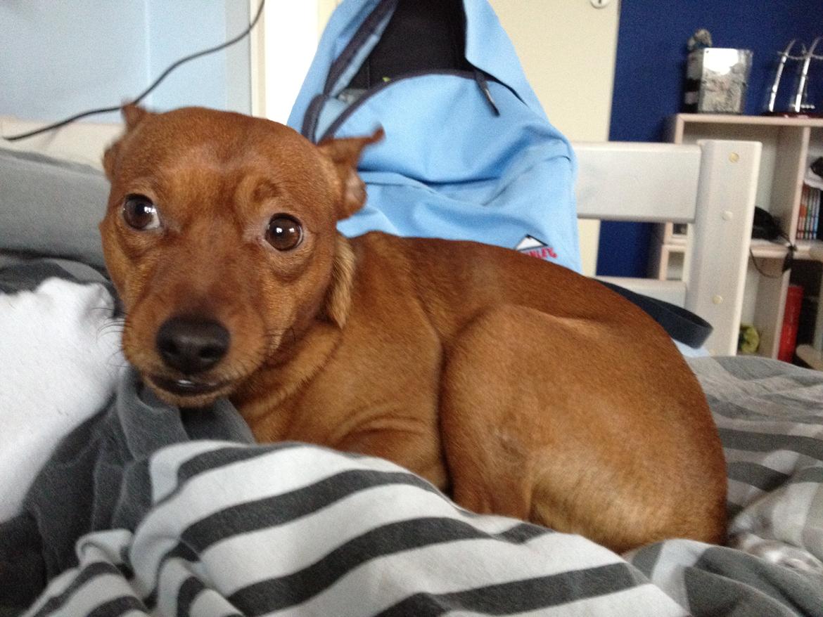 Dvaergpinscher Tyson billede 14