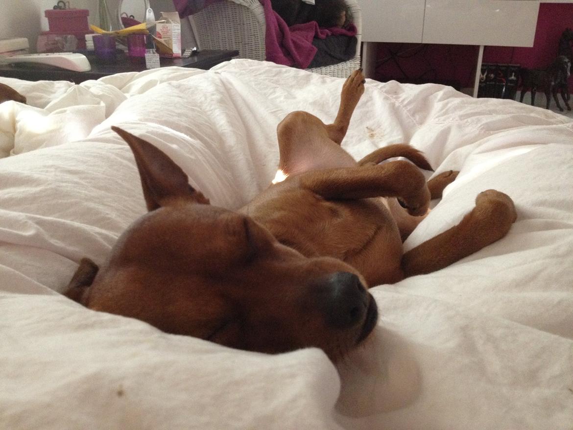 Dvaergpinscher Tyson billede 15