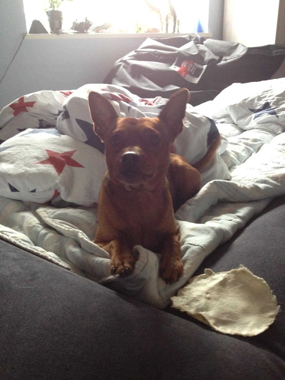 Dvaergpinscher Tyson billede 16