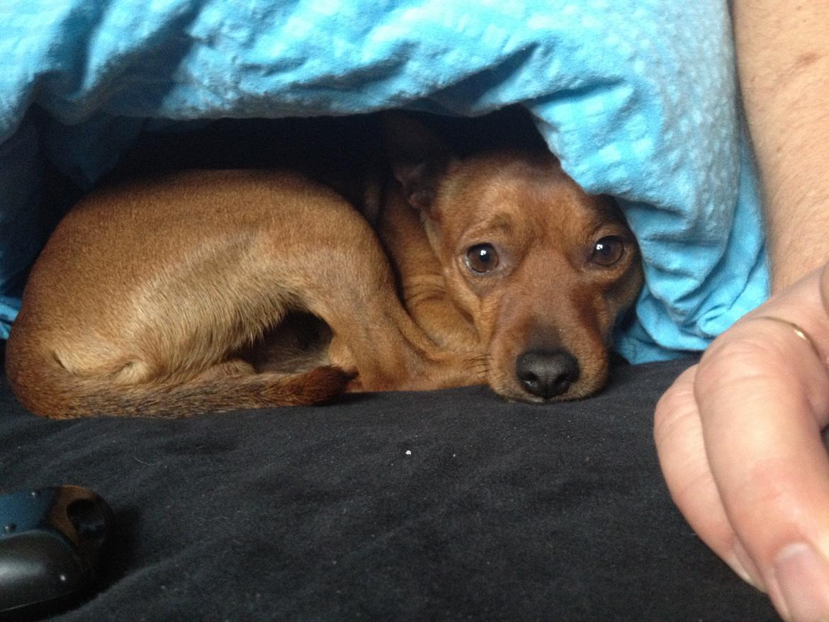 Dvaergpinscher Tyson billede 17