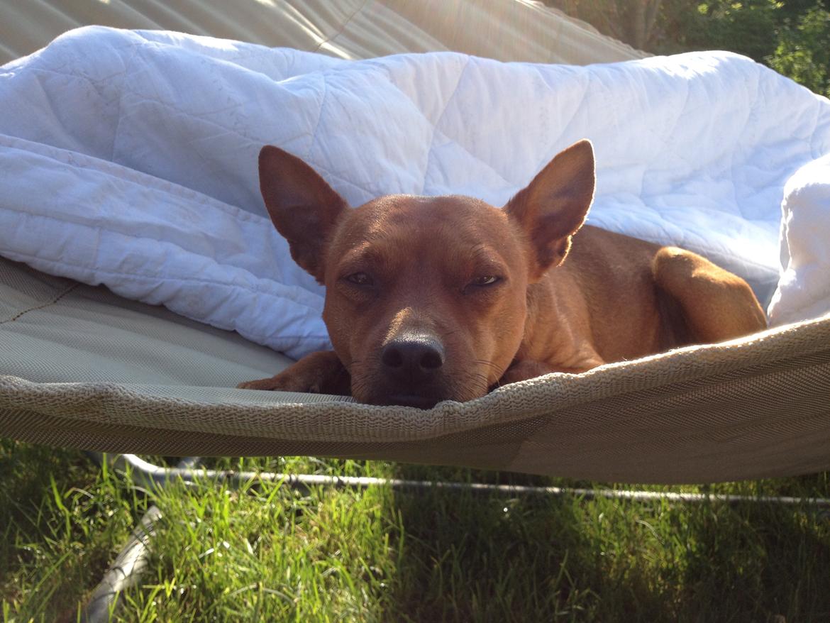 Dvaergpinscher Tyson billede 18