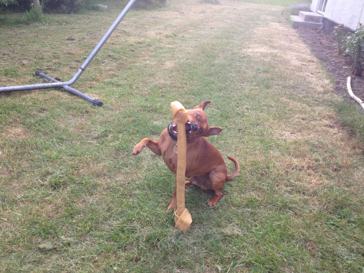 Dvaergpinscher Tyson billede 19