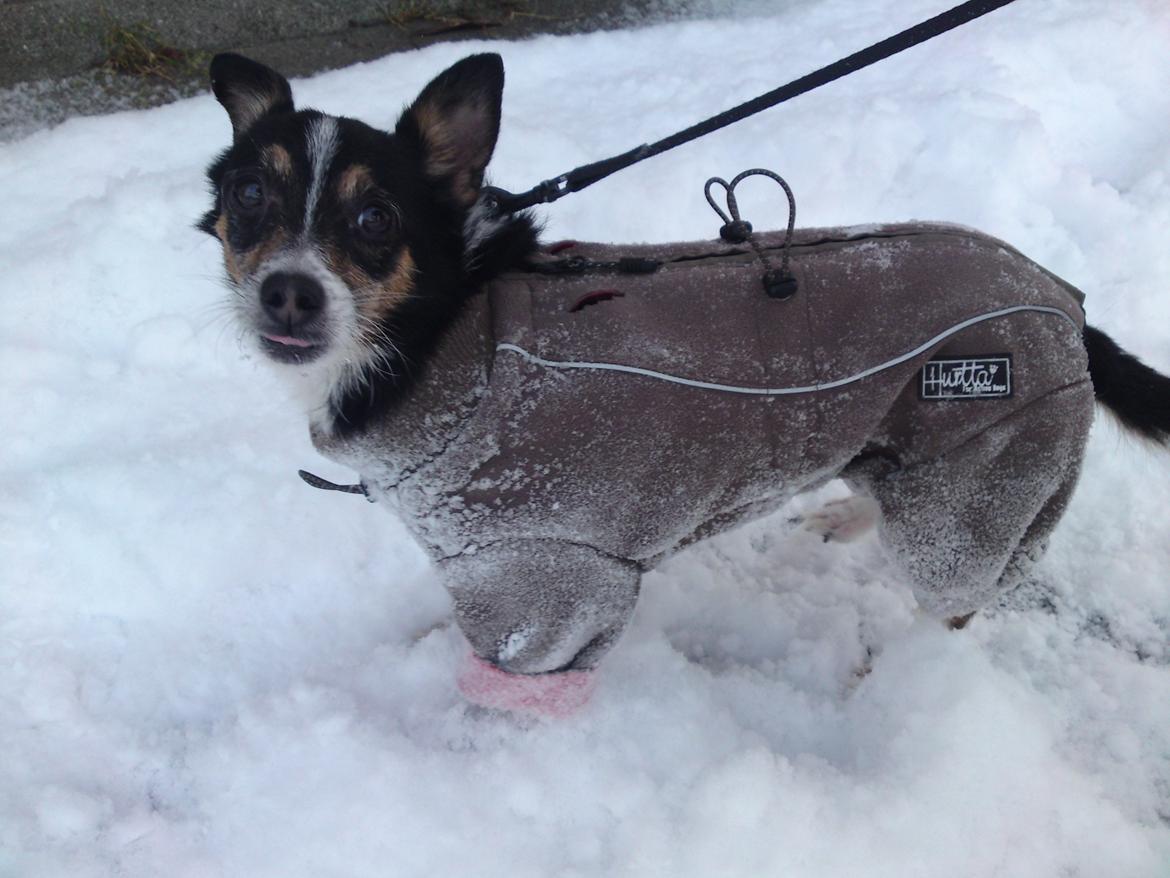 Blanding af racer Molly - Vel pakket ind og parat til at hoppe i snedyngerne..de store vel at mærke! :) billede 3