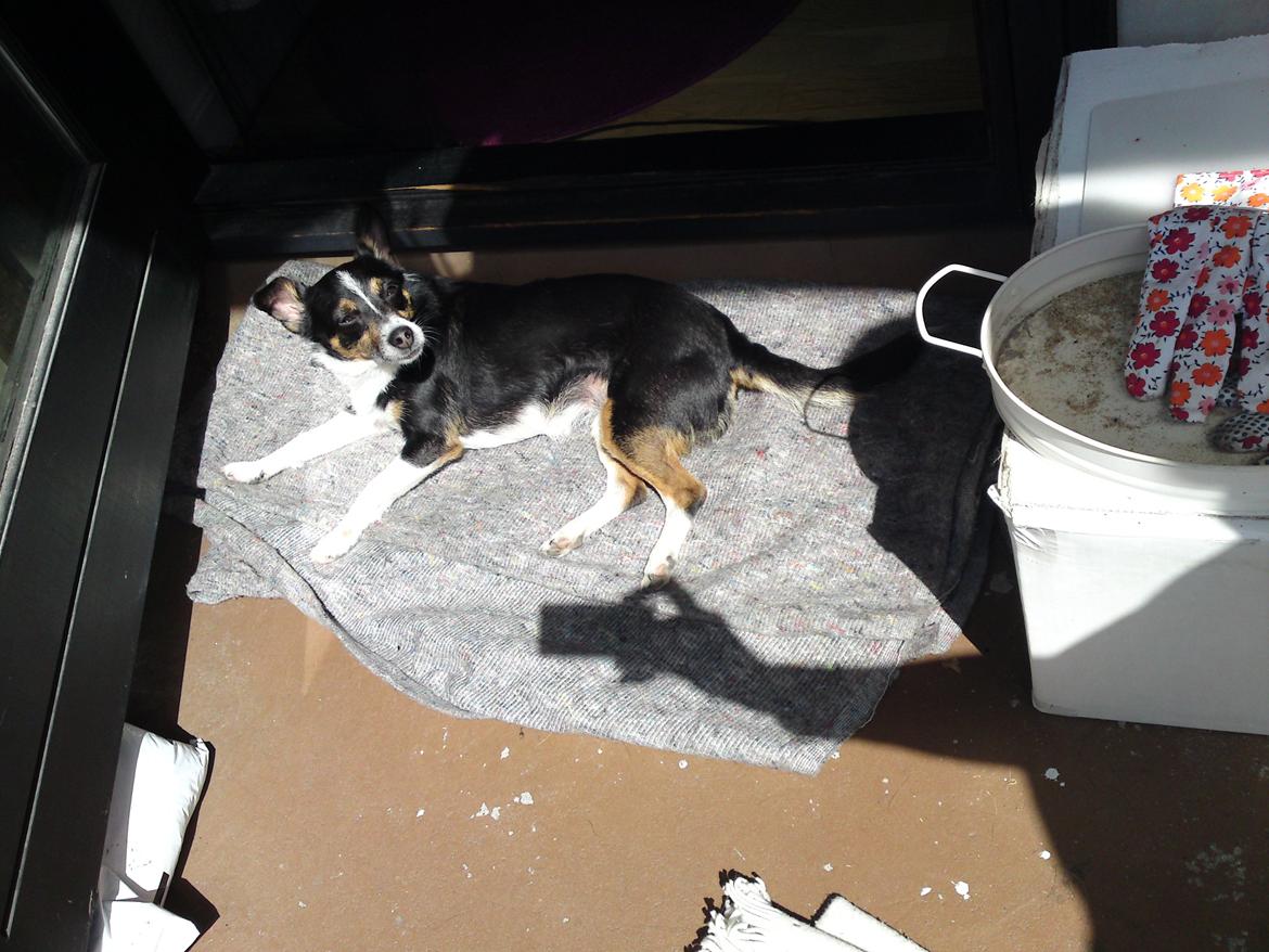 Blanding af racer Molly - Hvor der er sol..er Molly billede 9