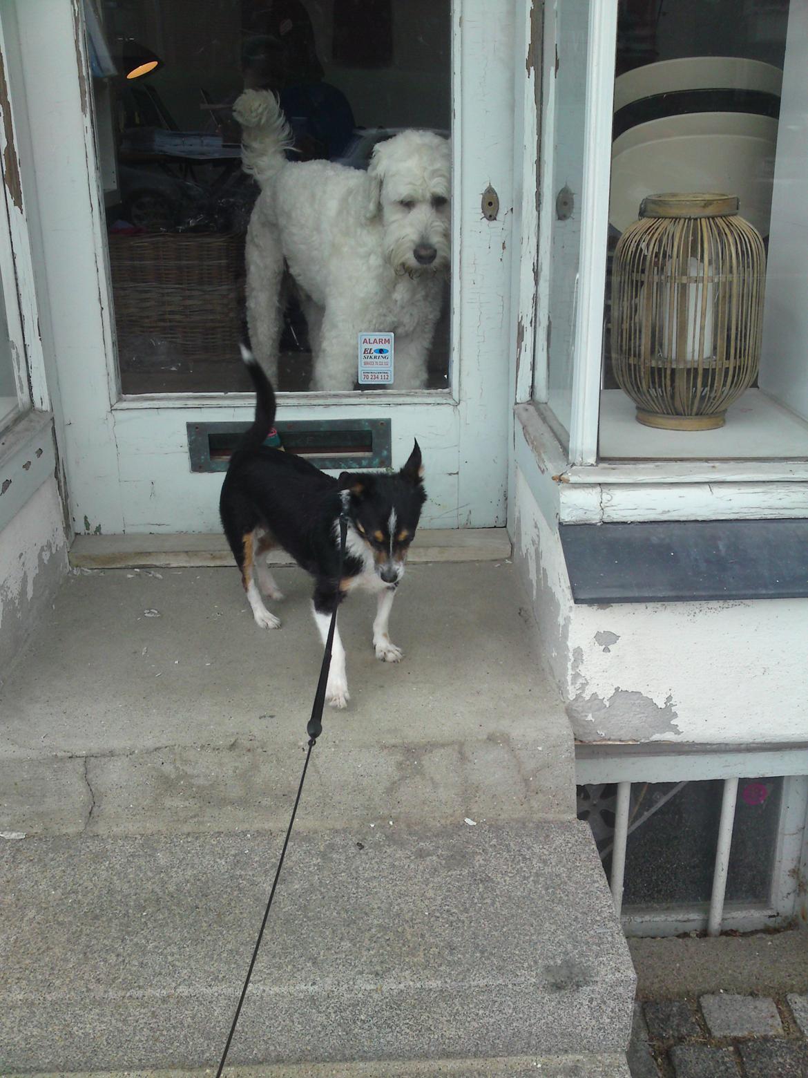 Blanding af racer Molly billede 10