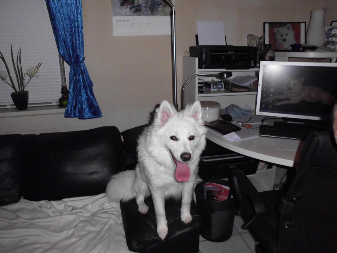 Dansk Spids Liva - 9-2-2013 billede 10