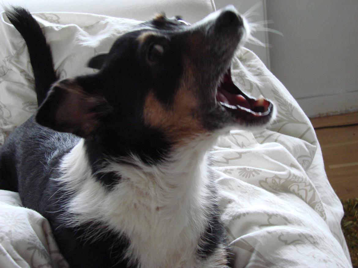 Blanding af racer Molly - Jeg er en faaarlig lille hund! billede 8