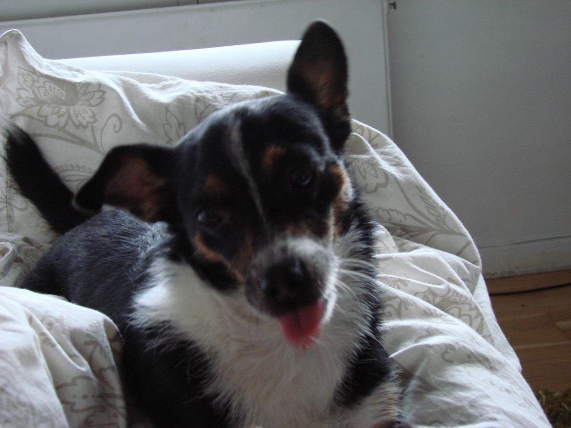 Blanding af racer Molly billede 11