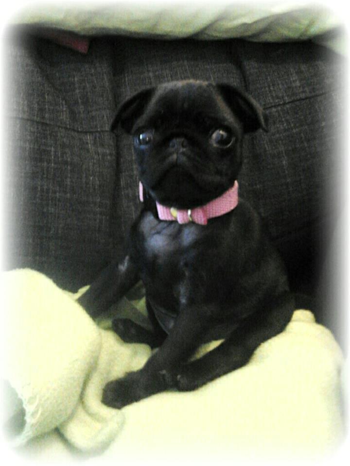 Mops Alberte billede 8