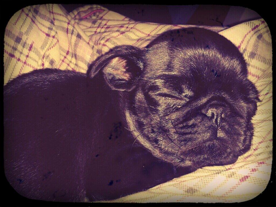 Mops Alberte billede 2