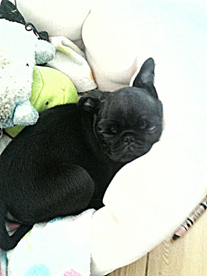 Mops Alberte billede 3