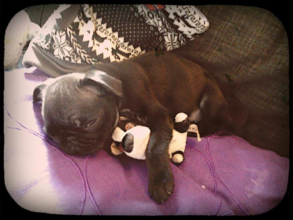 Mops Alberte billede 4