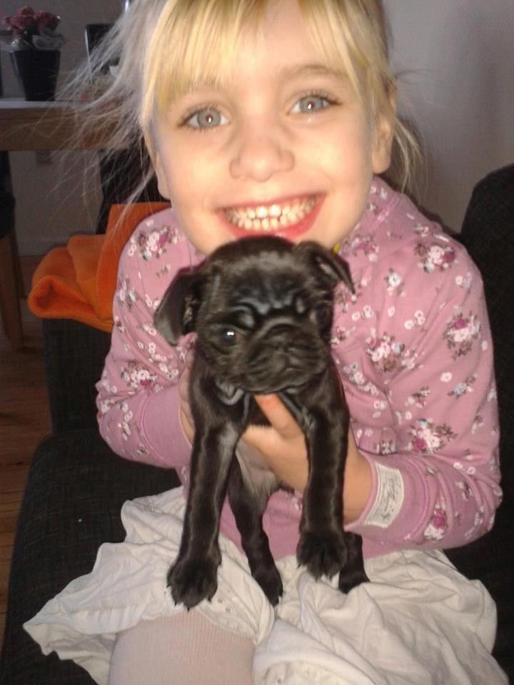 Mops Alberte billede 6