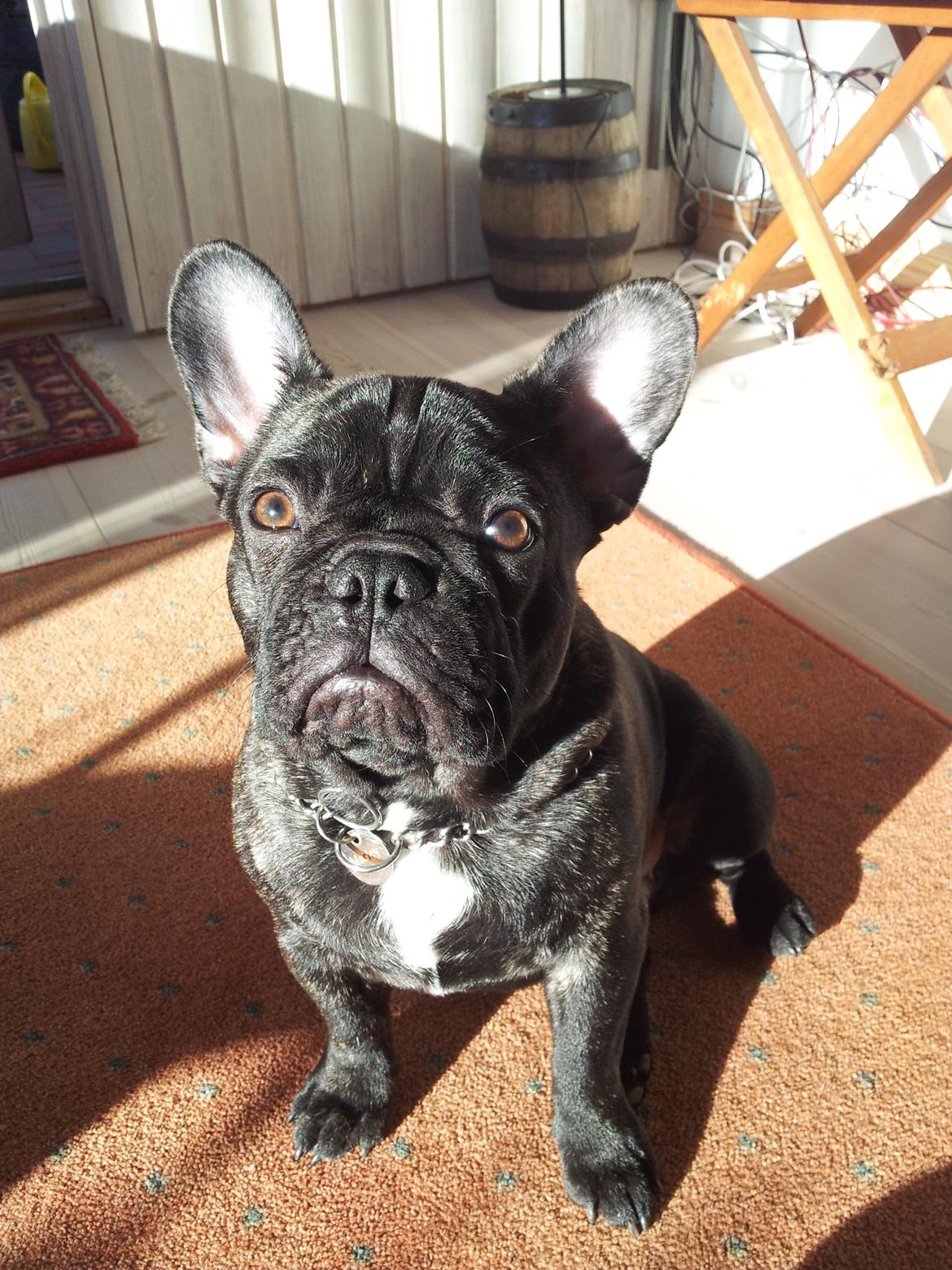 Fransk bulldog Emos´ Frederik Louis (MARLEY) billede 1