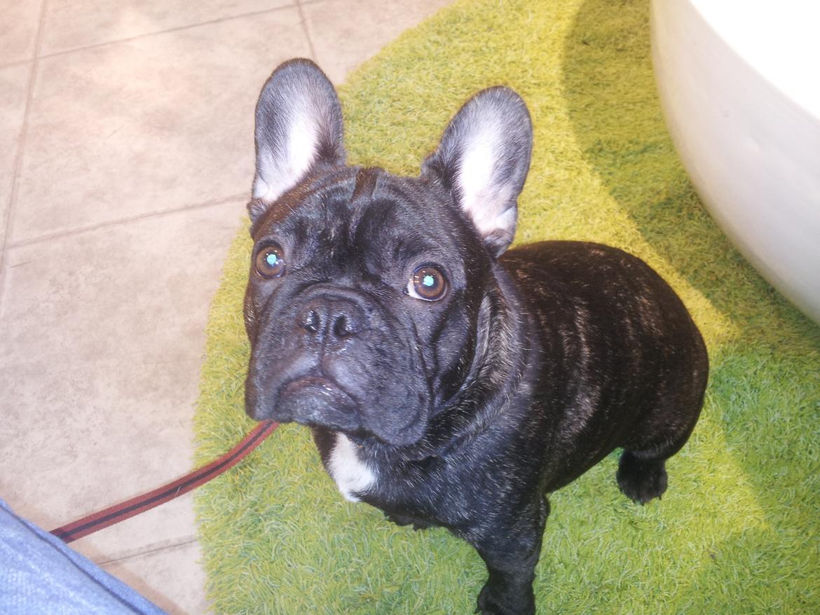 Fransk bulldog Emos´ Frederik Louis (MARLEY) billede 2