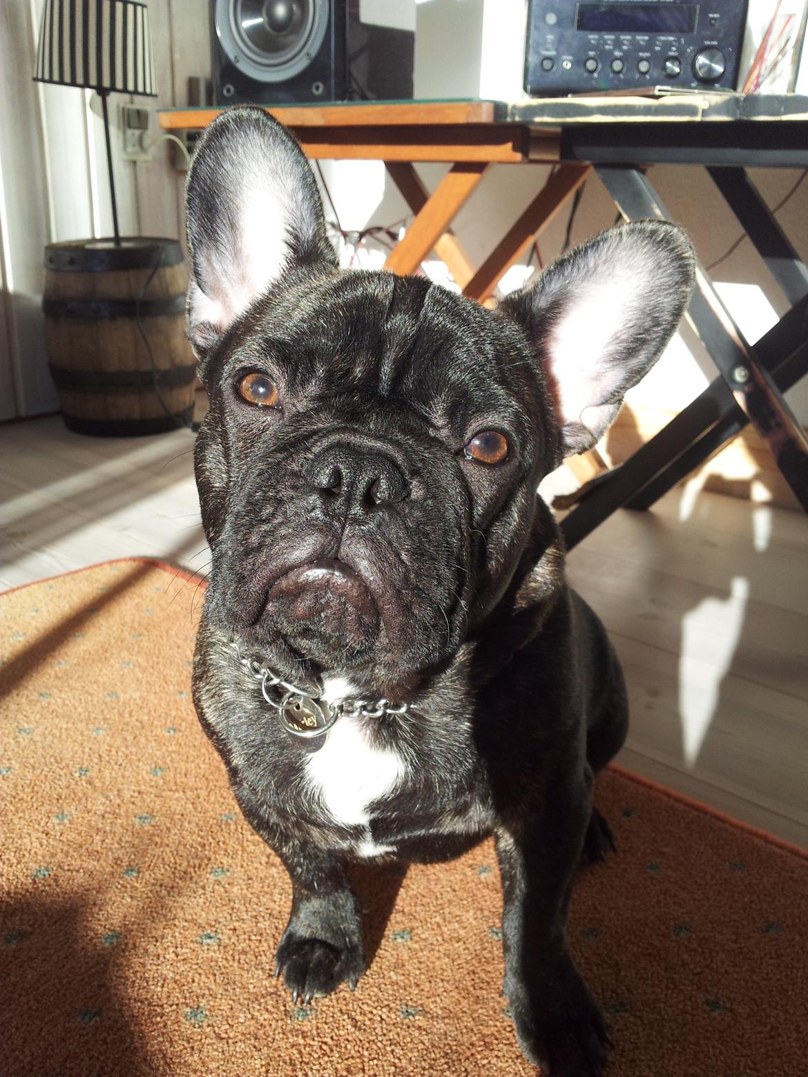 Fransk bulldog Emos´ Frederik Louis (MARLEY) billede 3