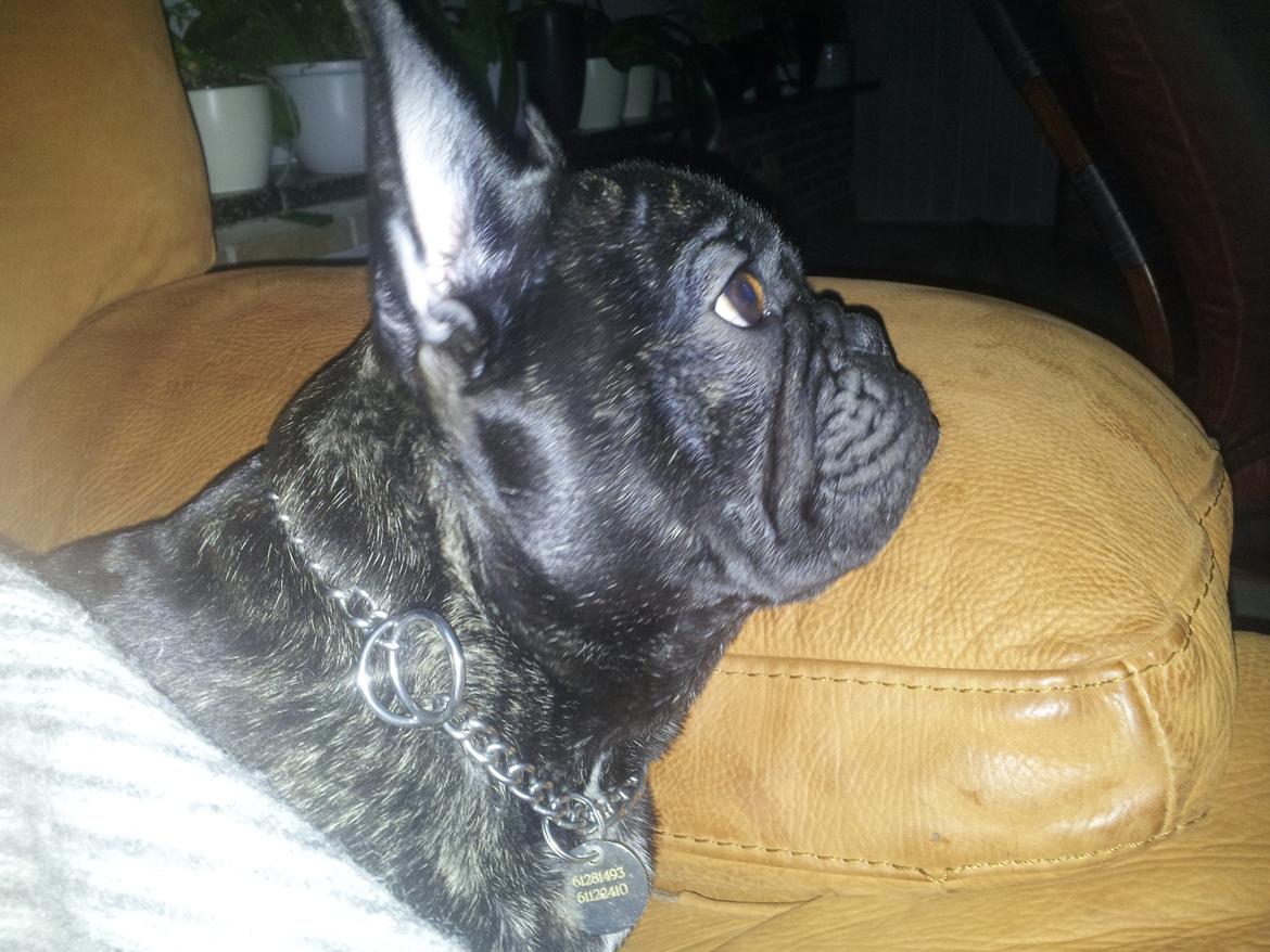 Fransk bulldog Emos´ Frederik Louis (MARLEY) billede 4