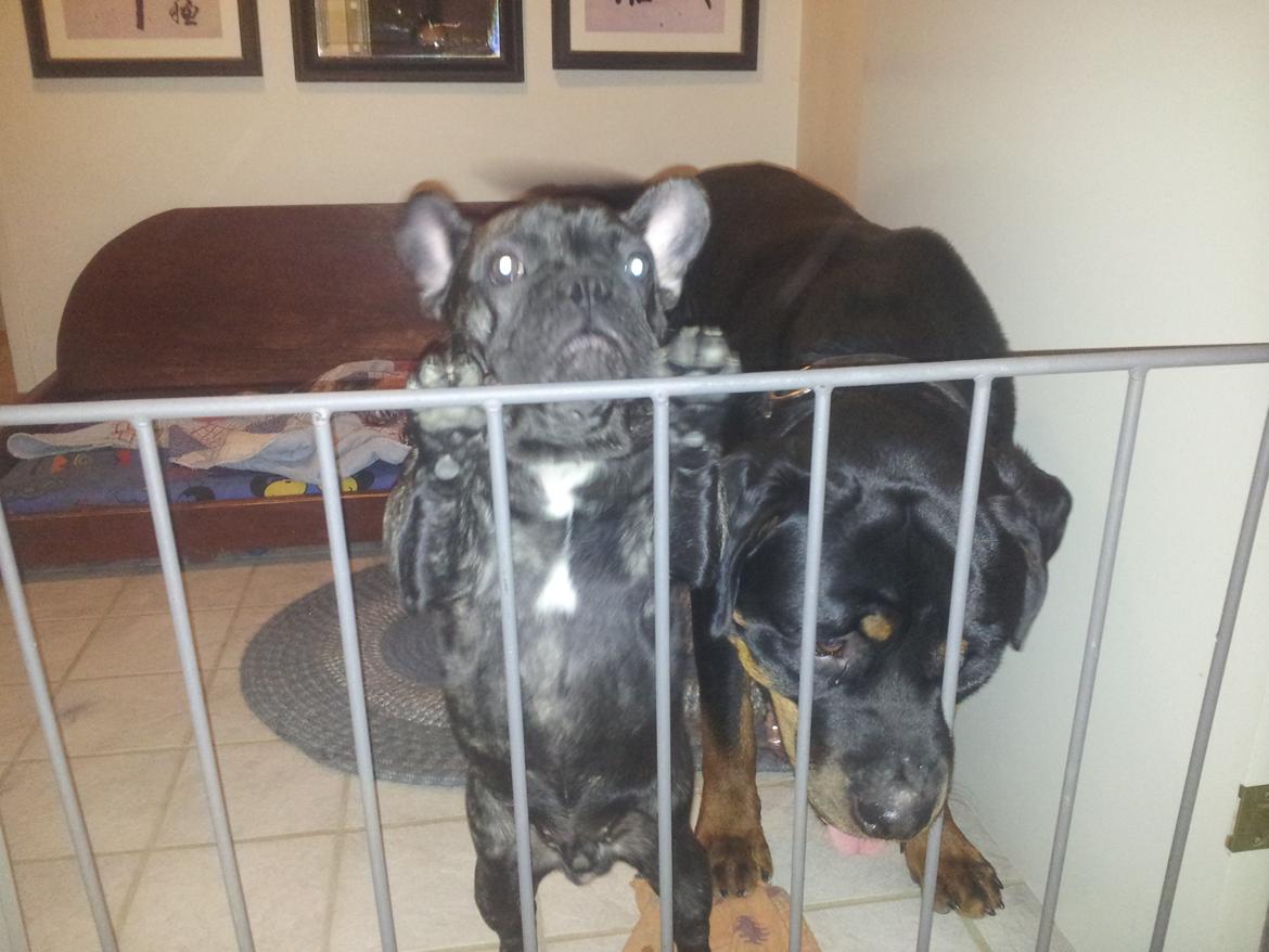 Fransk bulldog Emos´ Frederik Louis (MARLEY) billede 5