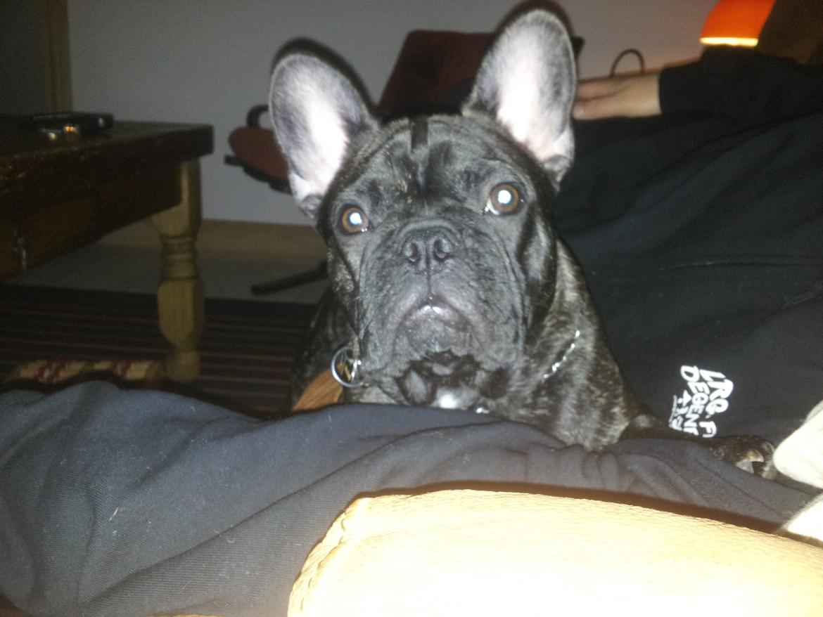Fransk bulldog Emos´ Frederik Louis (MARLEY) billede 6