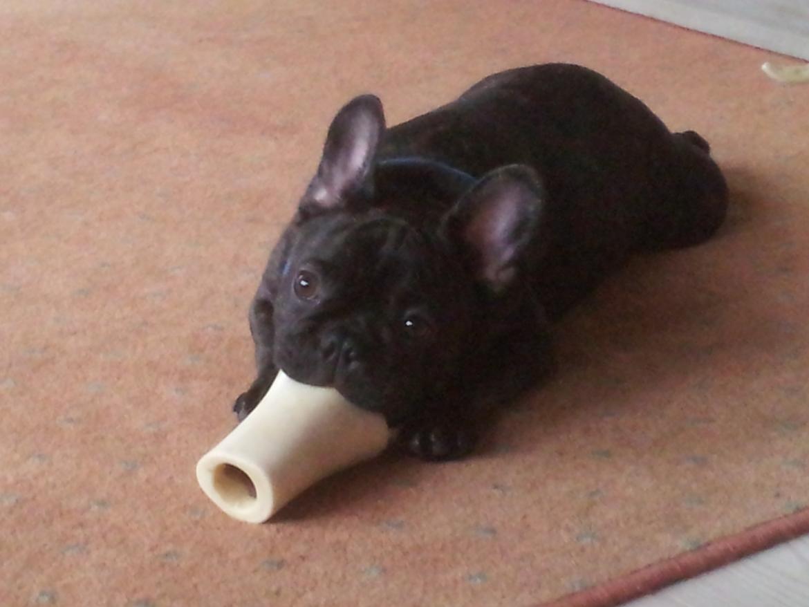 Fransk bulldog Emos´ Frederik Louis (MARLEY) billede 7