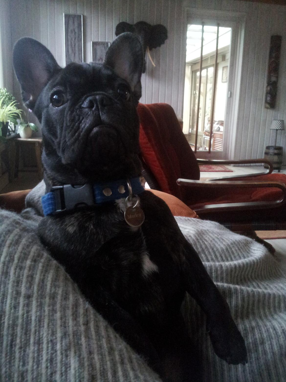 Fransk bulldog Emos´ Frederik Louis (MARLEY) billede 11