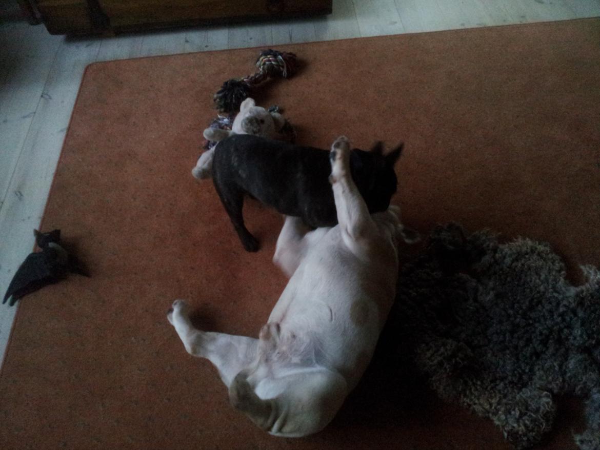 Fransk bulldog Emos´ Frederik Louis (MARLEY) - Så skal storebror ha tæsk! billede 8