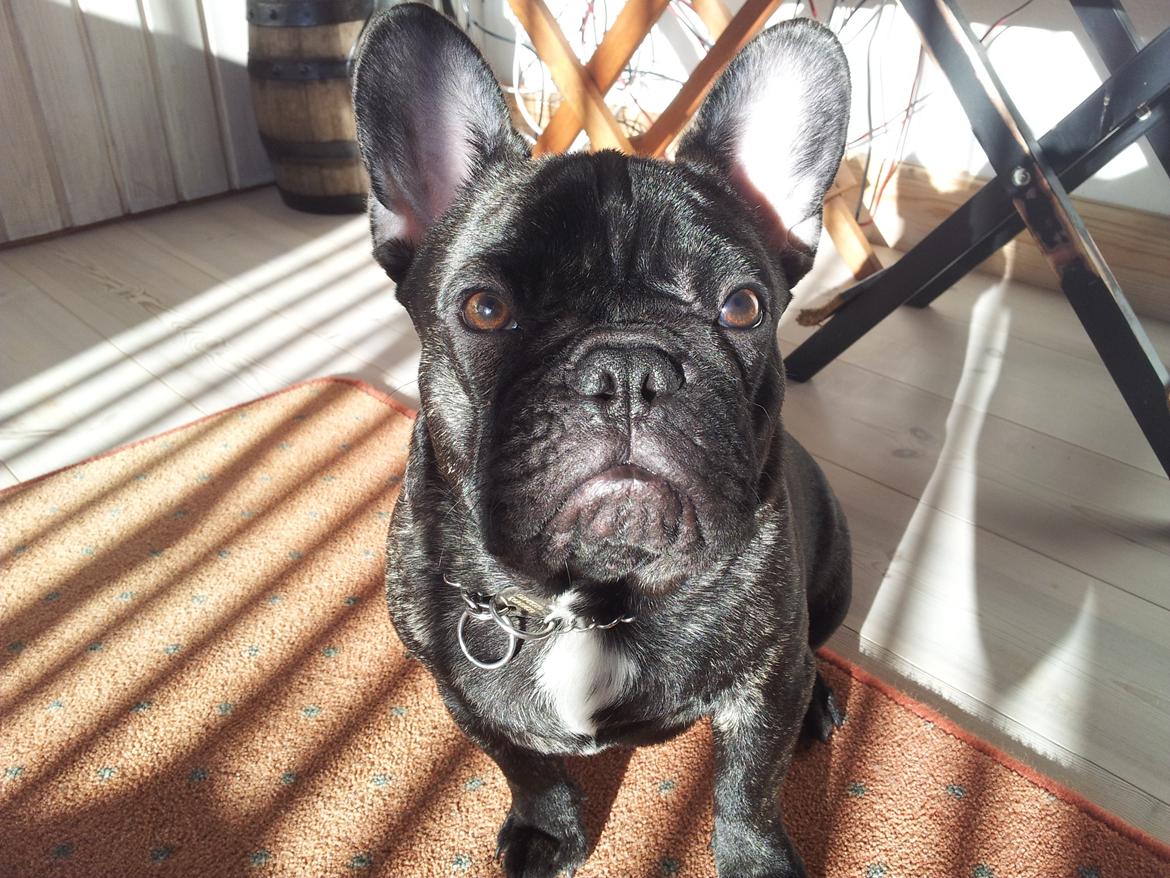 Fransk bulldog Emos´ Frederik Louis (MARLEY) billede 9