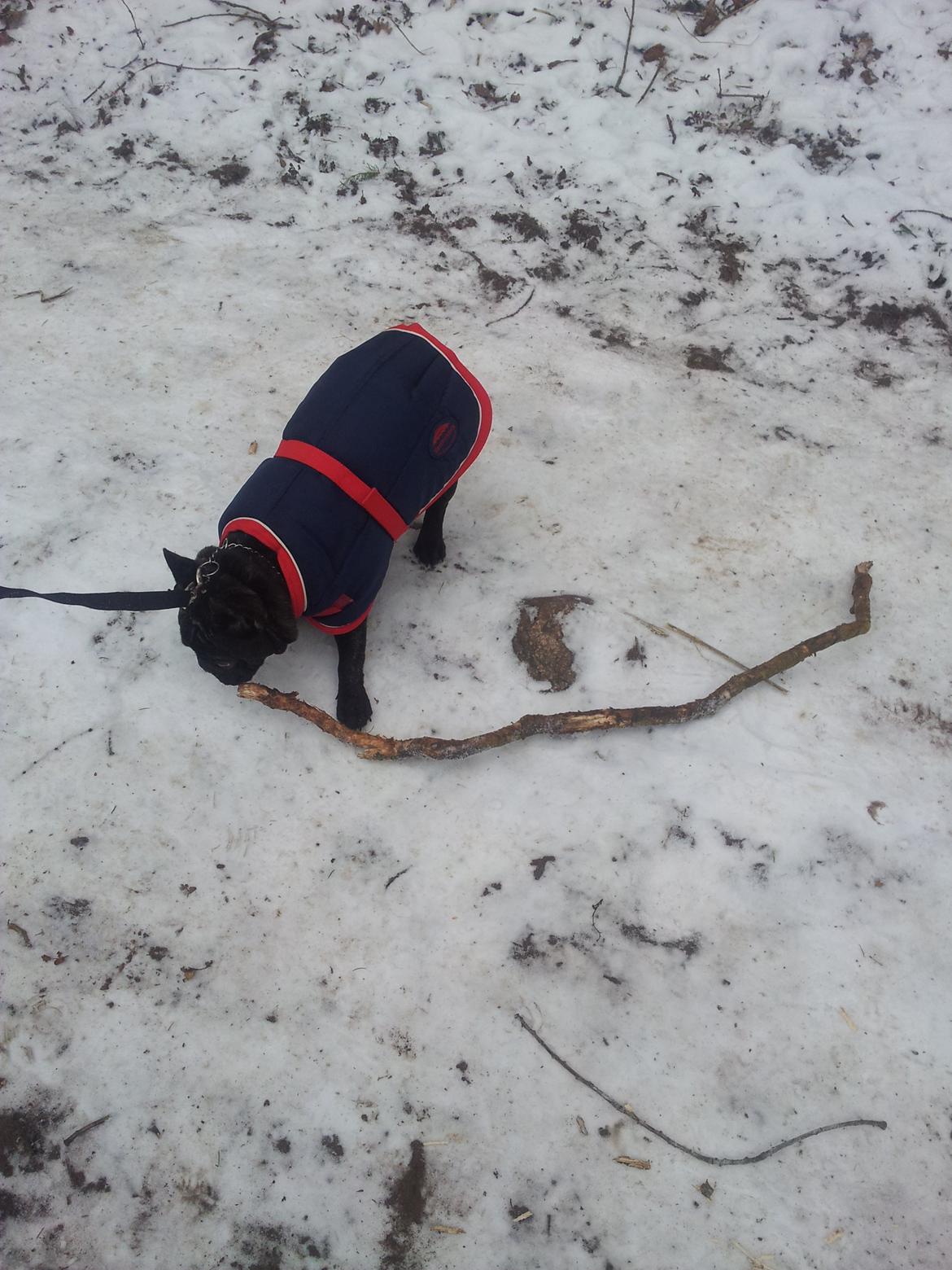 Fransk bulldog Emos´ Frederik Louis (MARLEY) billede 10