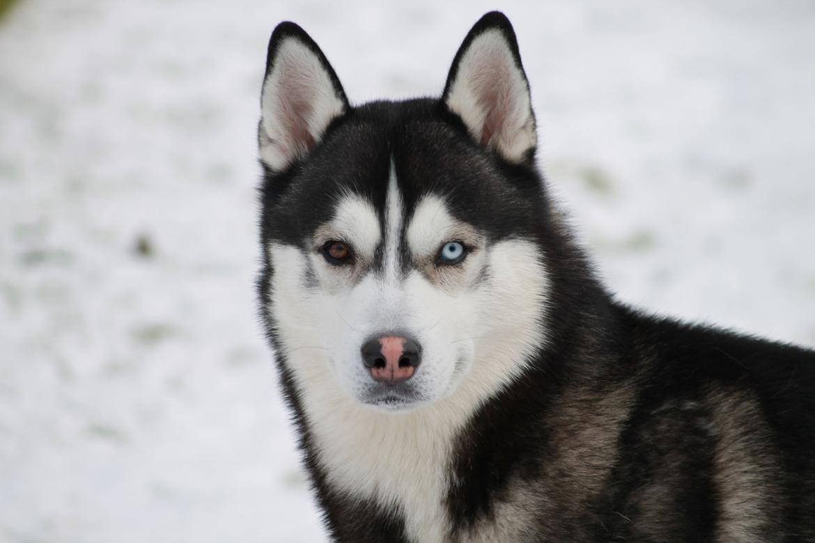 Siberian husky Samson '' Don Bamson '' billede 6