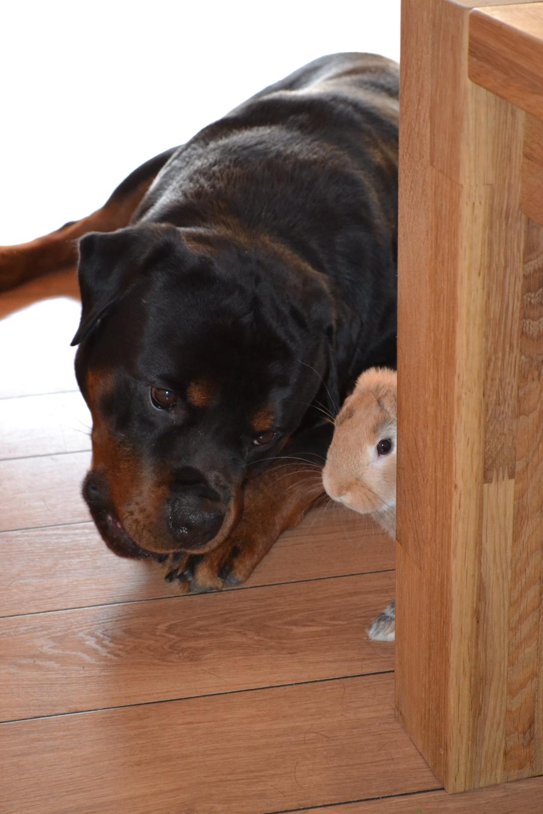 Rottweiler Lilla Aftonstjarnäs Number One (Cicco) billede 14