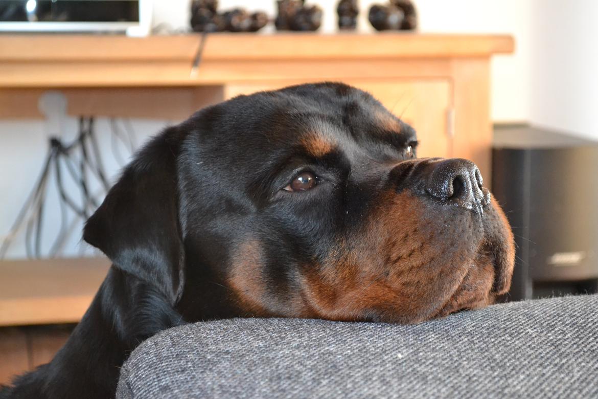 Rottweiler Lilla Aftonstjarnäs Number One (Cicco) billede 15