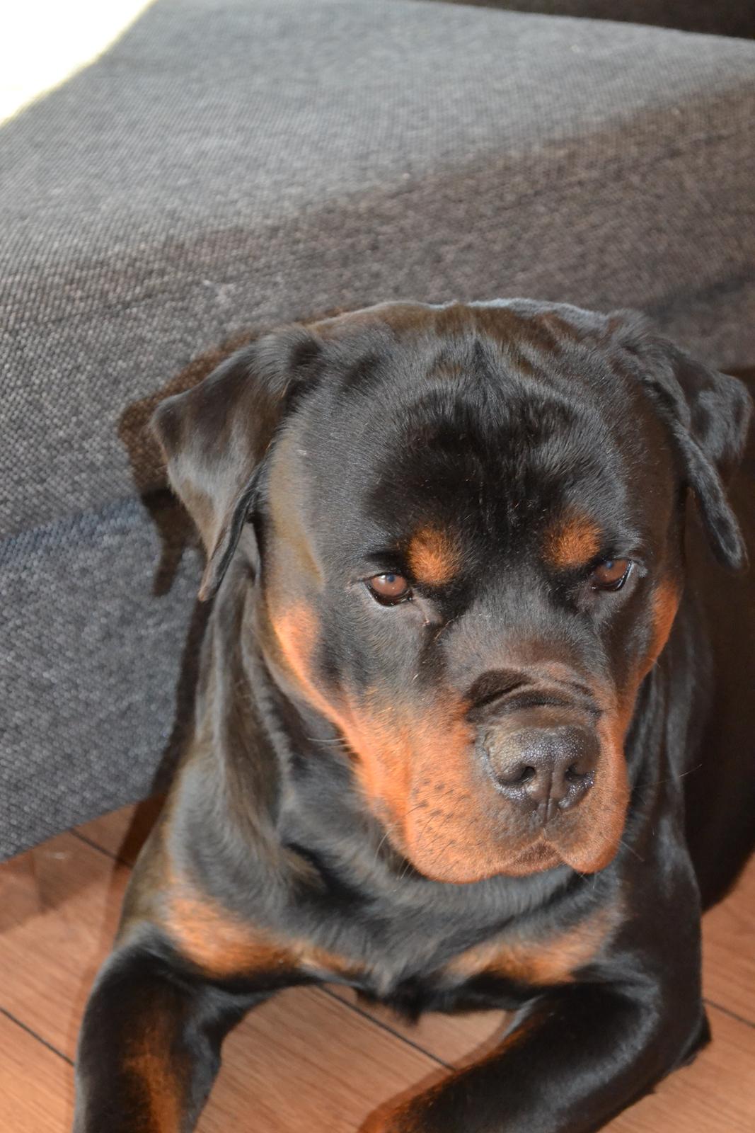 Rottweiler Lilla Aftonstjarnäs Number One (Cicco) billede 16