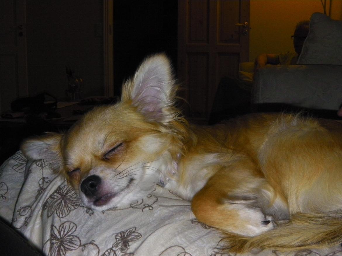 Chihuahua Chloe - Chloe tager en lur på skødet af mig billede 12