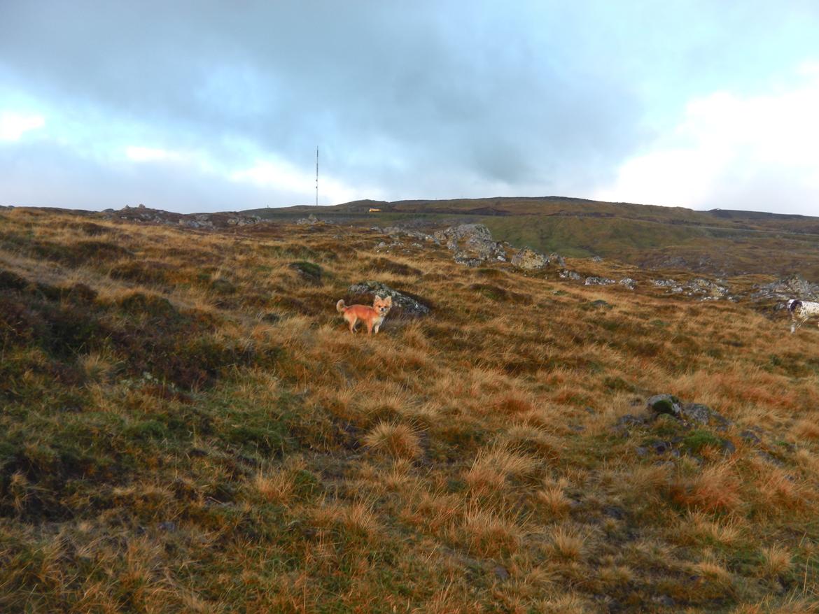 Chihuahua Chloe - Chloe højt til fjelds billede 16