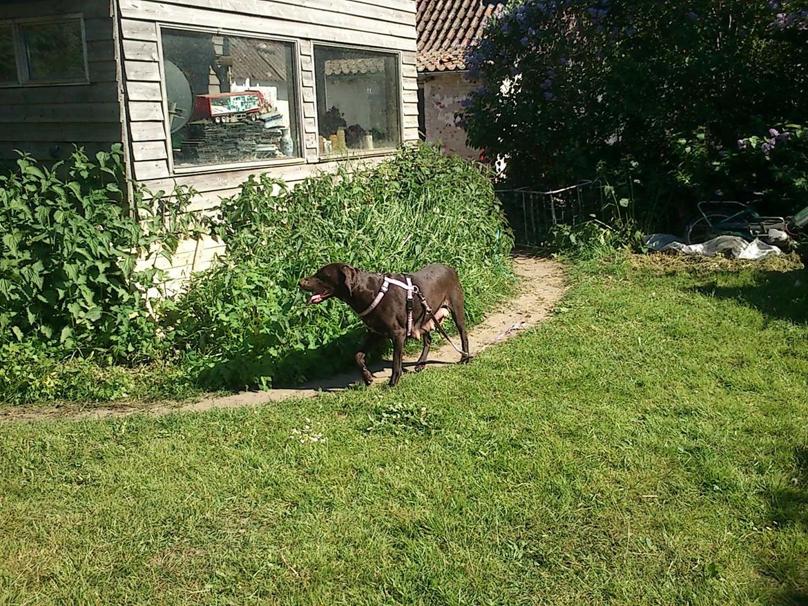 Korthåret hønsehund sica dele hund billede 3