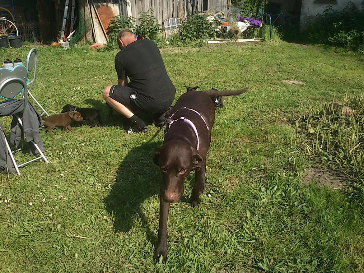 Korthåret hønsehund sica dele hund billede 4